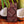 Niu x Coconut Bar