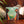 Mini: Niu x Coconut Bar